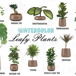 May include: Watercolor illustration of ten different leafy plants in brown pots. The plants are labeled with their names: Epipremnum Aureum, Bonsai Fig, Dieffenbachia, Epipremnum, Ficus Elastica, Yucca, Philodendron, Rubber Fig, Fiddle-Leaf Fig, Dracaena, and Viper's Bowstring.
