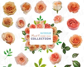 Watercolor Peach Roses Clipart: Floral PNG, SVG, EPS (Digital Files)