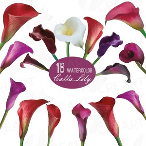 Watercolor Calla Lily Clipart: Floral Vector Graphics (PNG, JPG, SVG)
