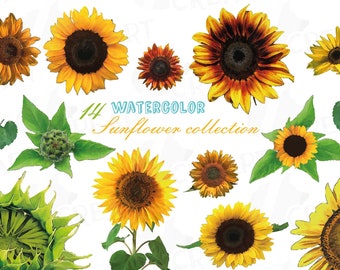 Free Free 170 Sunflower Waterslide Svg Free SVG PNG EPS DXF File