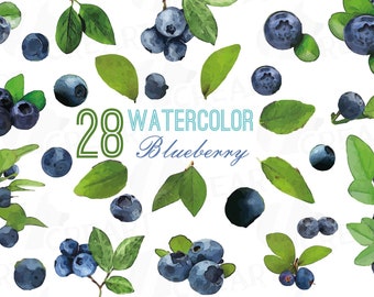 Watercolor Blueberry Clip Art: Branch & Leaves (PNG, PDF, SVG)