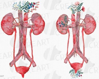 Harn Clipart Etsy