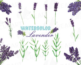 Lavender leaves and bouquets watercolor clip art pack, Lavender design elements. PNG, jpg, svg, vector illustrator& corel files included