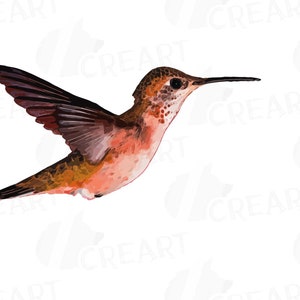 Puede incluir: Un primer plano de un colibr&iacute; en vuelo. El p&aacute;jaro tiene un pico largo y delgado y plumas iridiscentes en tonos marrones, naranjas y rojos.