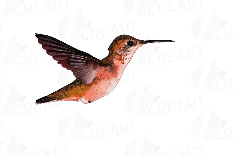 Puede incluir: Un primer plano de un colibr&iacute; en vuelo. El p&aacute;jaro tiene un pico largo y delgado y plumas iridiscentes en tonos marrones, naranjas y rojos.