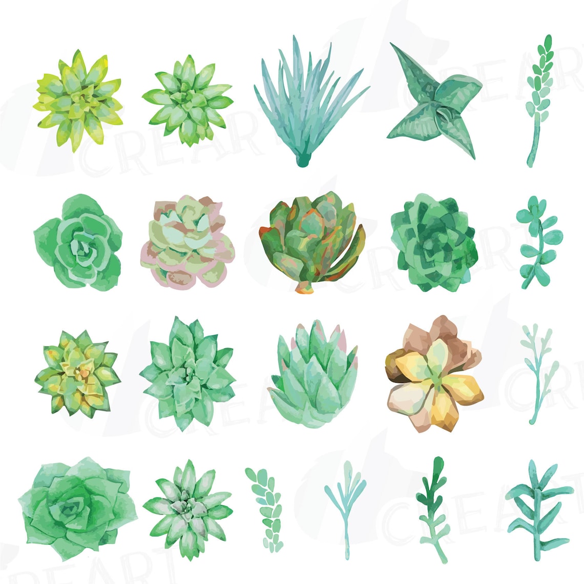 watercolor-succulent-clip-art-pack-green-succulents-etsy