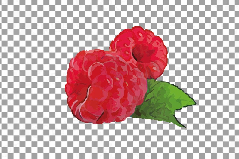 Raspberry Fruit Decorations, Branch and Leaves Clip Art Pack ...