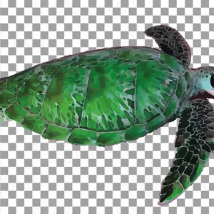 May include: A green sea turtle with a dark green shell and black flippers. The turtle is swimming in the water.