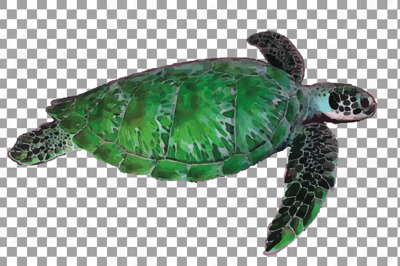 May include: A green sea turtle with a dark green shell and black flippers. The turtle is swimming in the water.