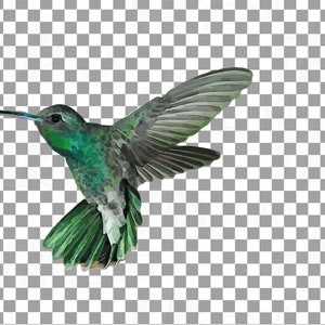 Puede incluir: Un colibr&iacute; verde con un pico largo y delgado est&aacute; en vuelo con las alas extendidas. El p&aacute;jaro tiene la espalda gris oscura y el vientre blanco. El colibr&iacute; est&aacute; sobre un fondo transparente a cuadros.