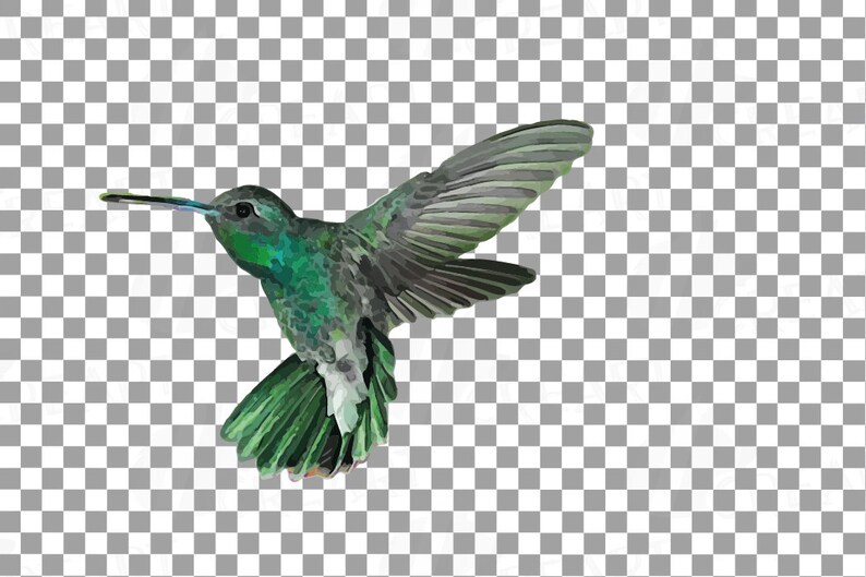 Puede incluir: Un colibr&iacute; verde con un pico largo y delgado est&aacute; en vuelo con las alas extendidas. El p&aacute;jaro tiene la espalda gris oscura y el vientre blanco. El colibr&iacute; est&aacute; sobre un fondo transparente a cuadros.
