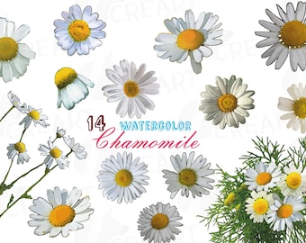 Aquarell Kamille Clipart: Blumenstrauß Grafiken (PNG, JPG, SVG)