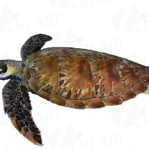 May include: A brown and black sea turtle swimming in the water. The turtle has a large shell with a pattern of brown and black markings. The turtle's head is visible, and it has a small mouth and large eyes.
