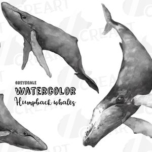 May include: A digital illustration of two humpback whales in a grayscale watercolor style. The whales are swimming in a vertical position with their tails in the air. The text "GREYSCALE WATERCOLOR Humpback whales" is written below the whales.