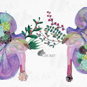 Décoration anatomique florale de succulentes et cactus. Clipart floral rein humain. Cadeau médical pour urologue. Décoration murale médicale imprimable