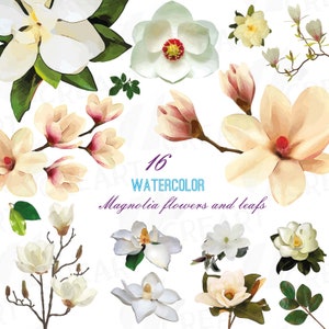 Watercolor white Magnolia flowers and leafs clip art pack, magnolias clip art. PNG, jpg, svg, vector illustrator & corel files included
