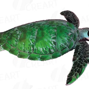 May include: A green sea turtle with black markings swimming in the water. The turtle has a green shell and black flippers.
