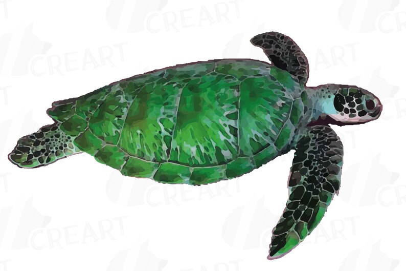 May include: A green sea turtle with black markings swimming in the water. The turtle has a green shell and black flippers.