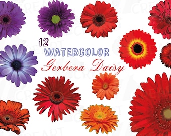 Watercolor Gerbera Daisy Clipart: Floral Graphics (PNG, JPG, SVG)