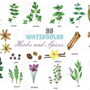 Paquete de imágenes prediseñadas de hierbas y especias, gráfico de hierbas y especias en acuarela, hierbas de cocina, impresión de alimentos. Archivos PNG, jpg, svg, vectoriales de Illustrator y Corel
