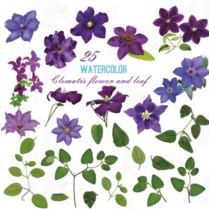 Watercolor Clematis Flower Clip Art: PNG, JPG, SVG, Vector Files
