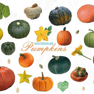 Pacchetto di clip art con decorazioni di zucche ad acquerello. Zucche, semi e fiori di Halloween e del Ringraziamento stampabili. Decorazioni per matrimoni autunnali png, vettore..