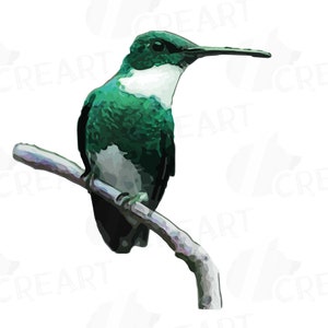 Puede incluir: Un colibr&iacute; verde y blanco posado en una rama. El p&aacute;jaro tiene un pico largo y delgado y mira hacia la derecha.