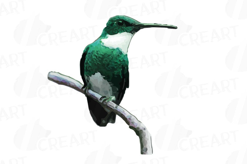 Puede incluir: Un colibr&iacute; verde y blanco posado en una rama. El p&aacute;jaro tiene un pico largo y delgado y mira hacia la derecha.