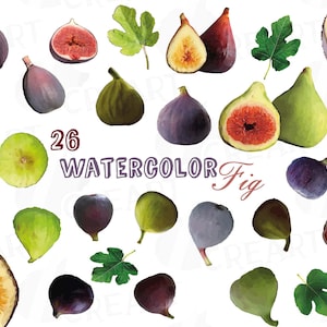 Watercolor Fig clip art pack,common fig leaves, fig fruit, Healthy Food, eps, png, jpg, svg, pdf vector files included, instant download