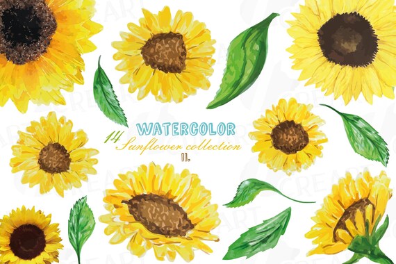 Download Sunflowers Watercolor Clip Art Pack 2 Watercolor Sunflower Etsy