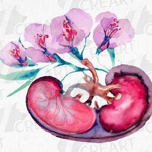 Aquarell menschliche anatomische Niere mit Blumen, lila und magenta. Urologe med Geschenkidee. Medizinische Anatomie Illustration zum Ausdrucken.