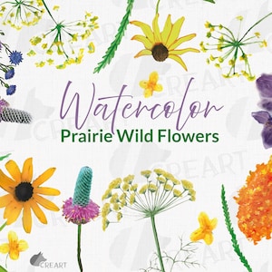 Prärie Gräser und Wildblumen Aquarell Clipart. Lila Prärie-Klee, Schwarzäugige Susan Rudbeckia, Gold-Alexander, Schmetterlingsmilchkraut.
