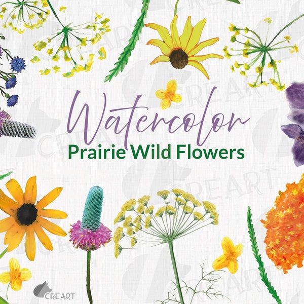 Prairie Grasses and Wildflowers Watercolor Clipart. Purple Prairie Clover, Black Eyed Susan Rudbeckia, Golden Alexander, Butterfly Milkweed.