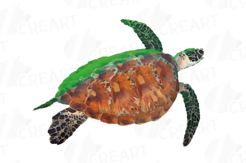 May include: A watercolor painting of a green sea turtle swimming with its head turned to the side. The turtle has a brown shell with green markings and black spots on its flippers.