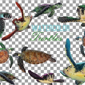 May include: Watercolor illustration of a collection of sea turtles in various colors and poses. The turtles are painted in a realistic style with detailed shells and flippers.