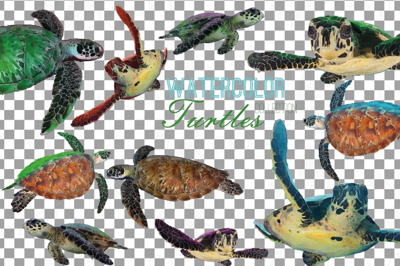 May include: Watercolor illustration of a collection of sea turtles in various colors and poses. The turtles are painted in a realistic style with detailed shells and flippers.