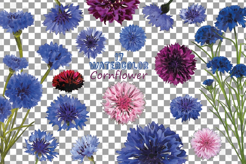Vector Illustrator Corel Files Cornflower Watercolor Clip Art Pack Svg Jpg Watercolor Bachelor S Button Design Elements Floral Png Clip Art Art Collectibles Colonialgolfhart Com