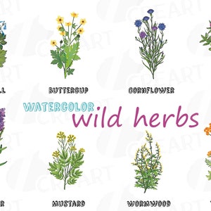 Paquete de imágenes prediseñadas de hierbas silvestres, gráfico de hierbas en acuarela, hierbas de cocina, impresión de alimentos. Archivos PNG, jpg, svg, vectoriales de Illustrator y Corel