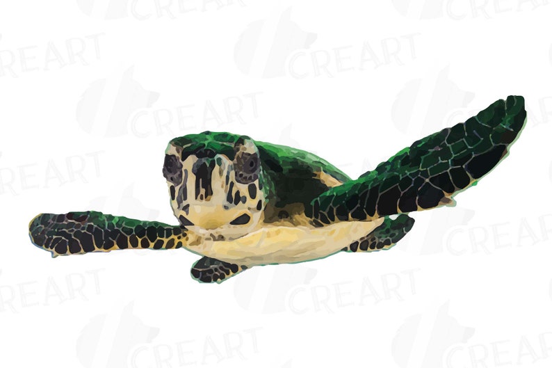 May include: A green sea turtle with black markings swims with its head and front flippers above the water. The turtle's shell is a dark green with black markings.