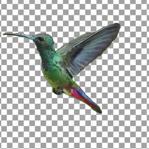 Puede incluir: Un colibr&iacute; verde y azul con un pico largo y delgado est&aacute; en vuelo con las alas extendidas. El p&aacute;jaro tiene una cola roja y morada.