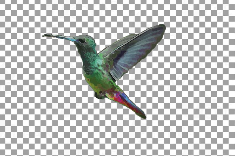 Puede incluir: Un colibr&iacute; verde y azul con un pico largo y delgado est&aacute; en vuelo con las alas extendidas. El p&aacute;jaro tiene una cola roja y morada.