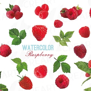 Raspberry fruit decorations, branch and leaves clip art pack, watercolor raspberry clipart, exotic fruit, png, pdf, jpg, svg, eps, vectors