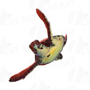 May include: A watercolor painting of a sea turtle swimming upside down. The turtle has a green and yellow shell with red and brown markings. The turtle is swimming with its flippers outstretched.