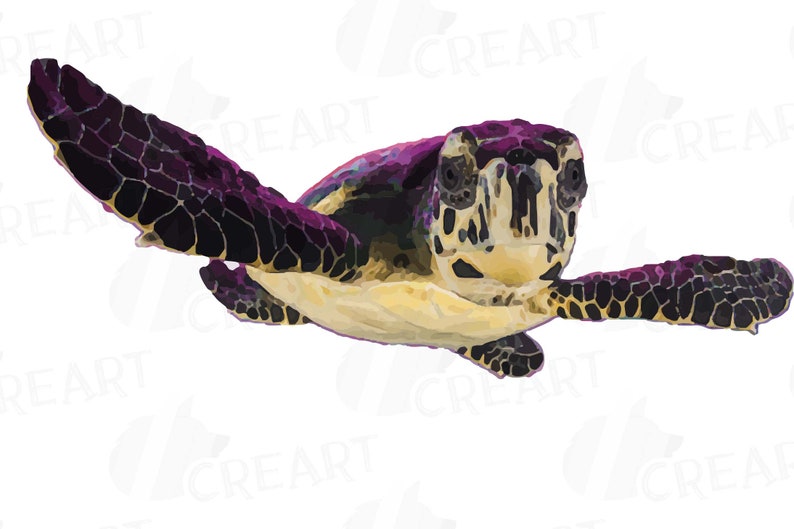 May include: A purple and black sea turtle with a yellow underbelly swims with its head raised, looking directly at the viewer.