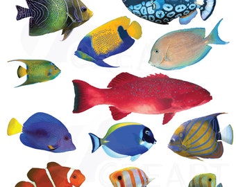 Watercolor Tropical Fish Clipart: Reef Sealife PNG, JPG, PDF (Digital Download)