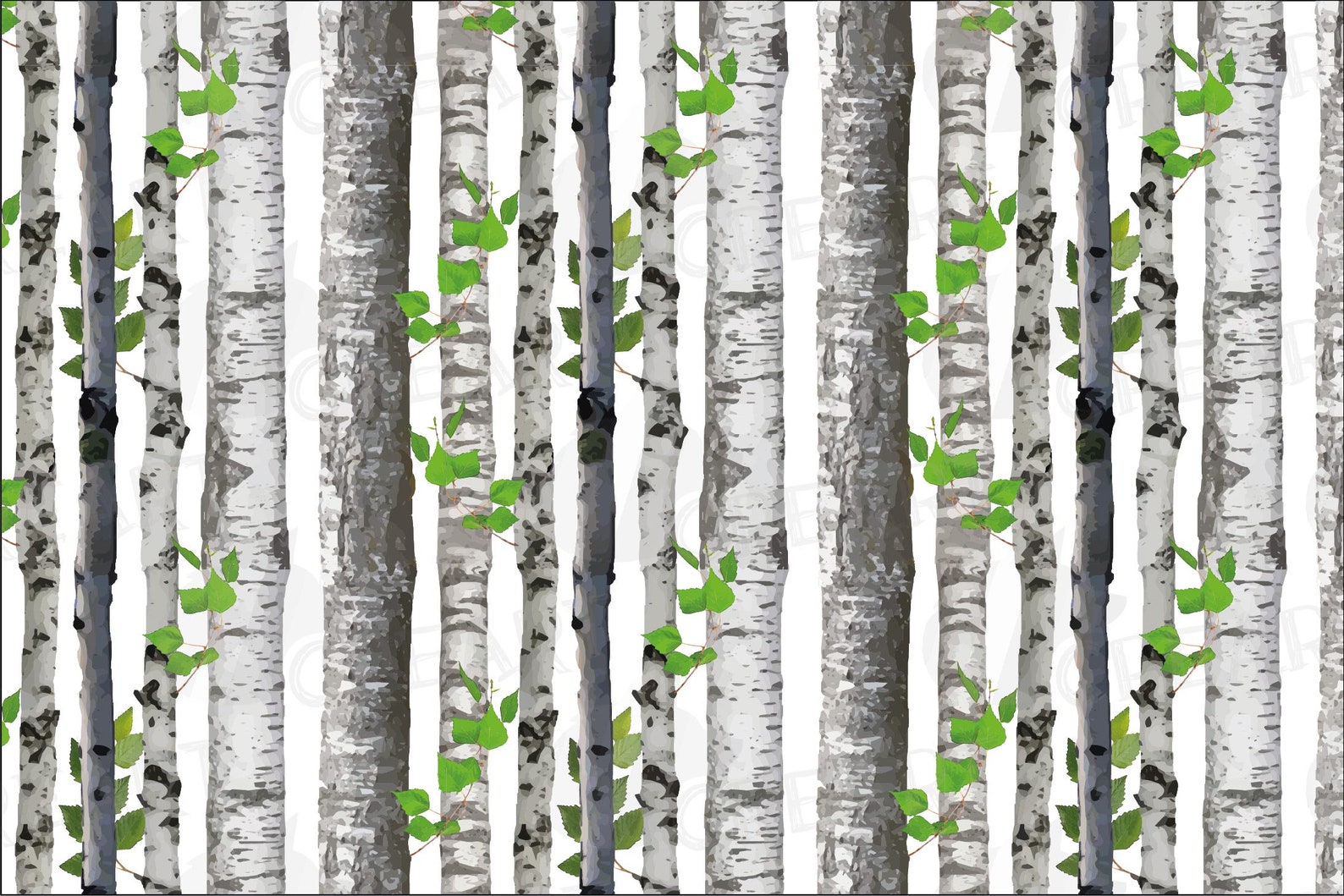 Birch trees image 0.
