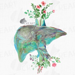 Bloemen anatomisch leverdecorontwerp. Bloemen menselijke lever cadeau kunst. Hepatologist med gift png. Medische afdrukbare anatomie wanddecoratie.
