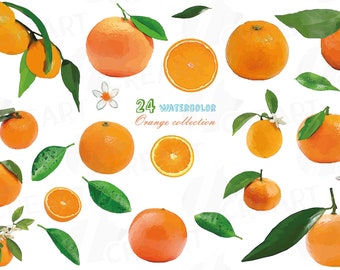 Watercolor oranges, branch and leaves clip art pack, watercolor orange clipart, exotic fruit, png, pdf, jpg, svg, eps, vector files included