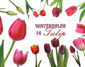 Watercolor Tulip Clipart: Floral Design Elements (PNG, JPG, Vector)