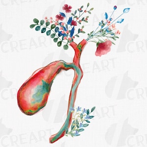 Disegno floreale anatomico rosso della cistifellea. Arte regalo floreale della colecisti umana. Regalo medico epatologo png. Decorazione murale di anatomia medica stampabile.